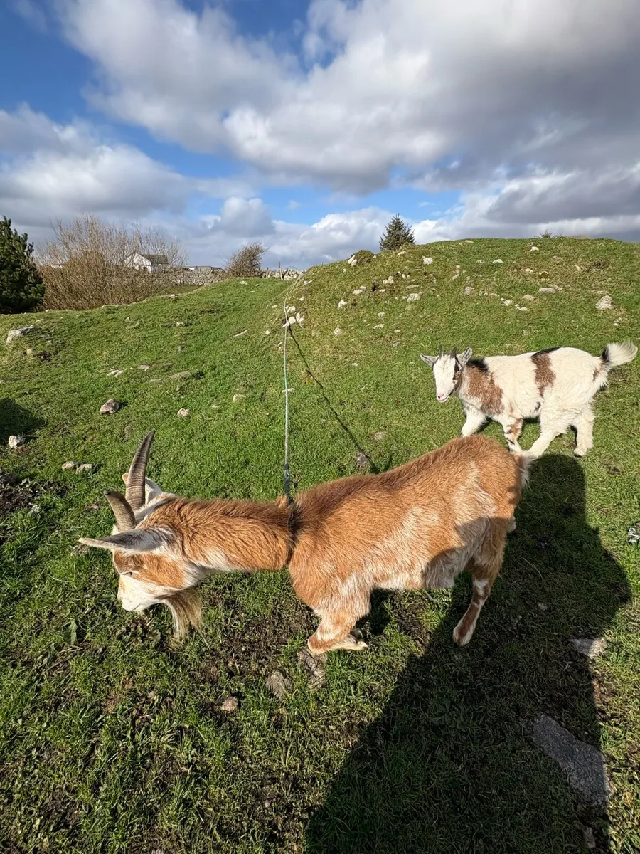 Pygmy goat - Image 2