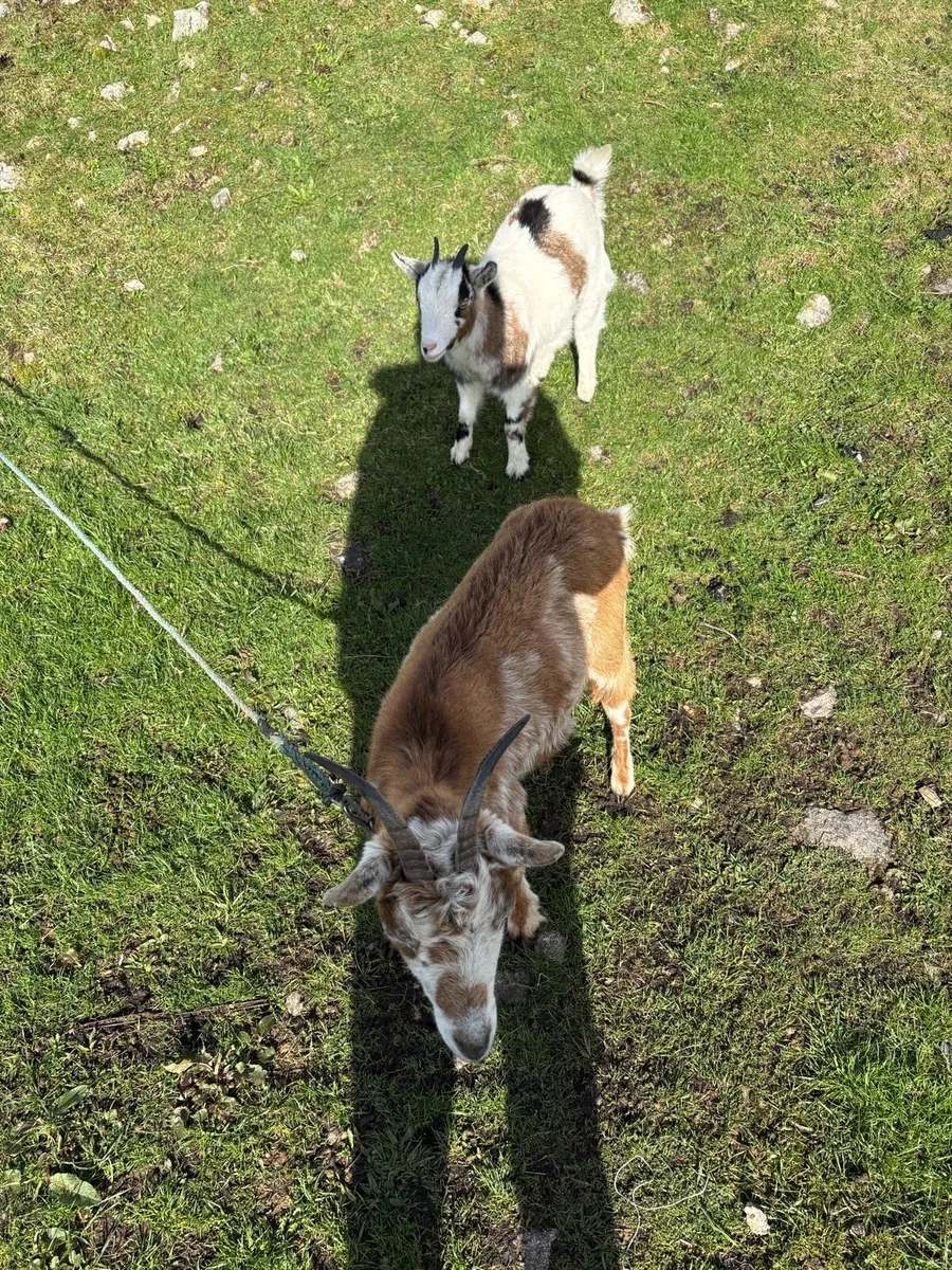 Pygmy goat - Image 1