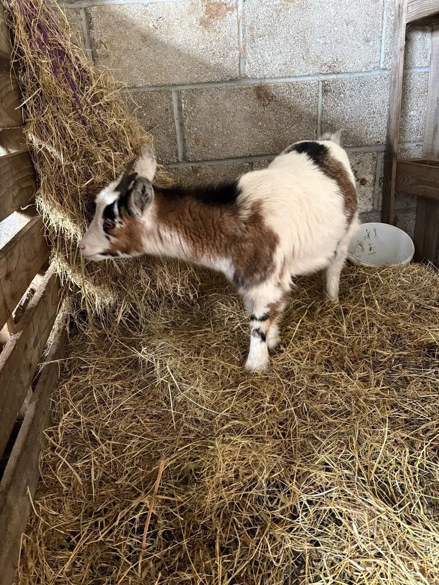 Pygmy goat - Image 3