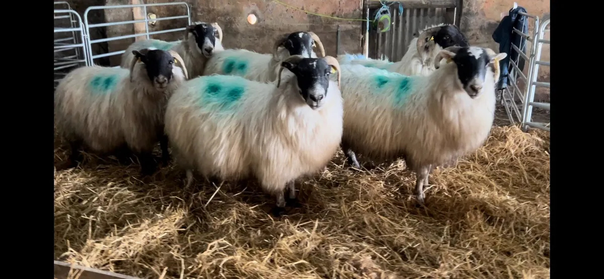 Springing Ewes Scanned Twins - Image 1