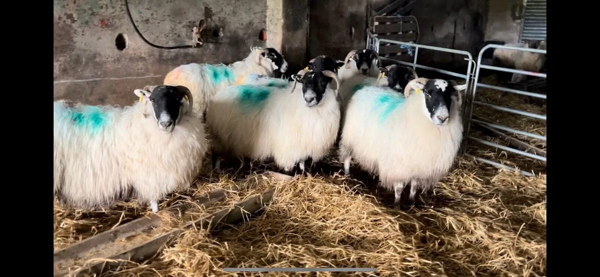 Springing Ewes Scanned Twins - Image 3