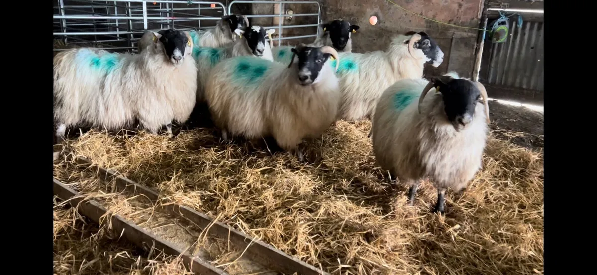 Springing Ewes Scanned Twins - Image 4