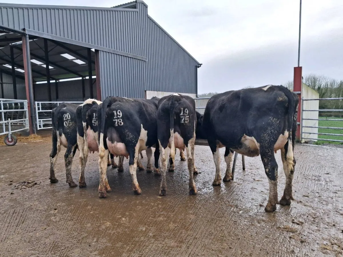 Calved Fresian Heifers - Image 1