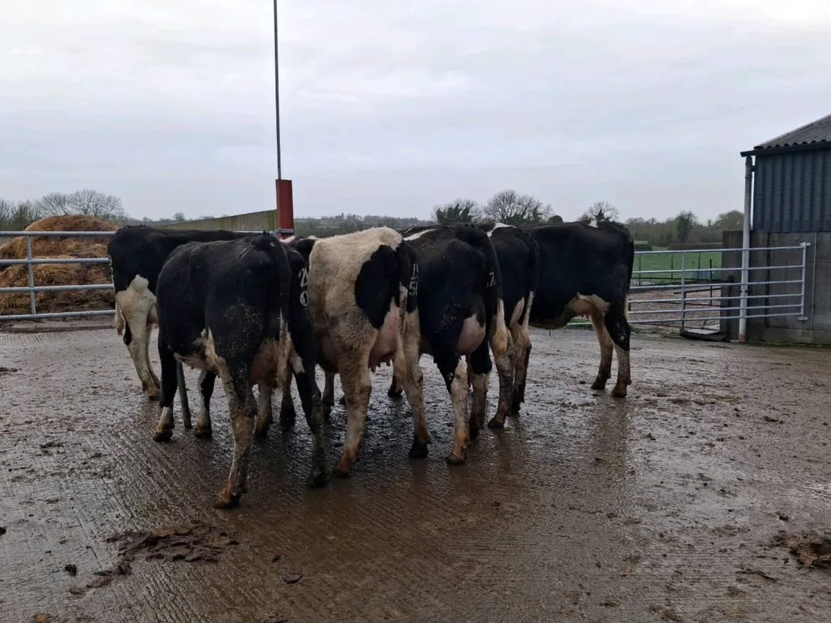 Calved Fresian Heifers - Image 2