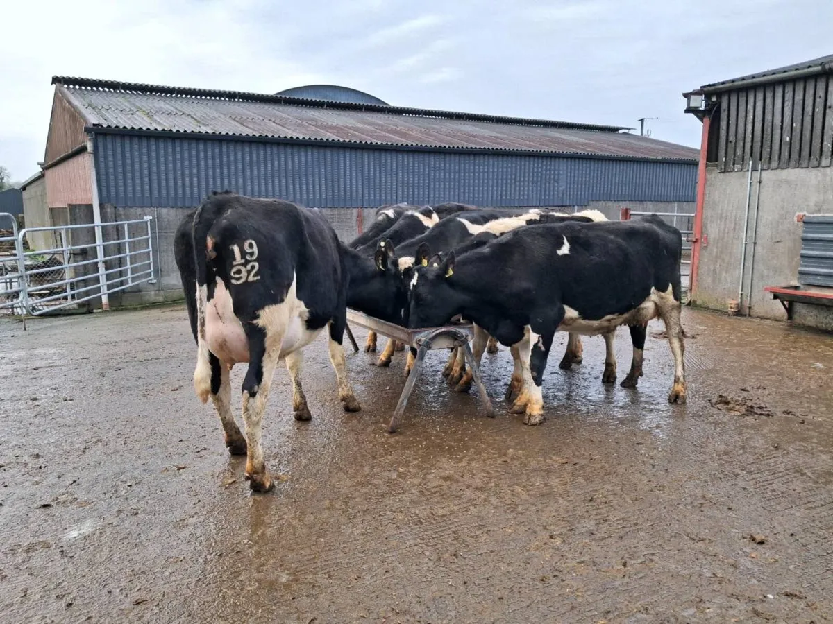 Calved Fresian Heifers - Image 3