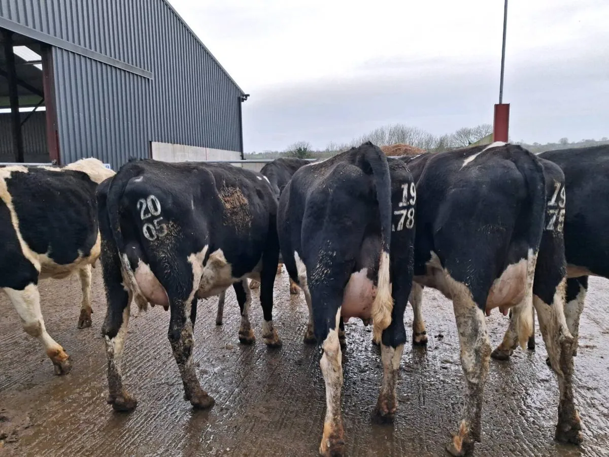 Calved Fresian Heifers - Image 4