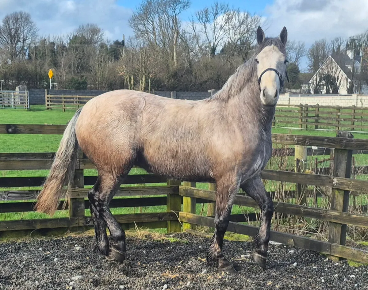 3yo RID X Connemara Filly - Image 1