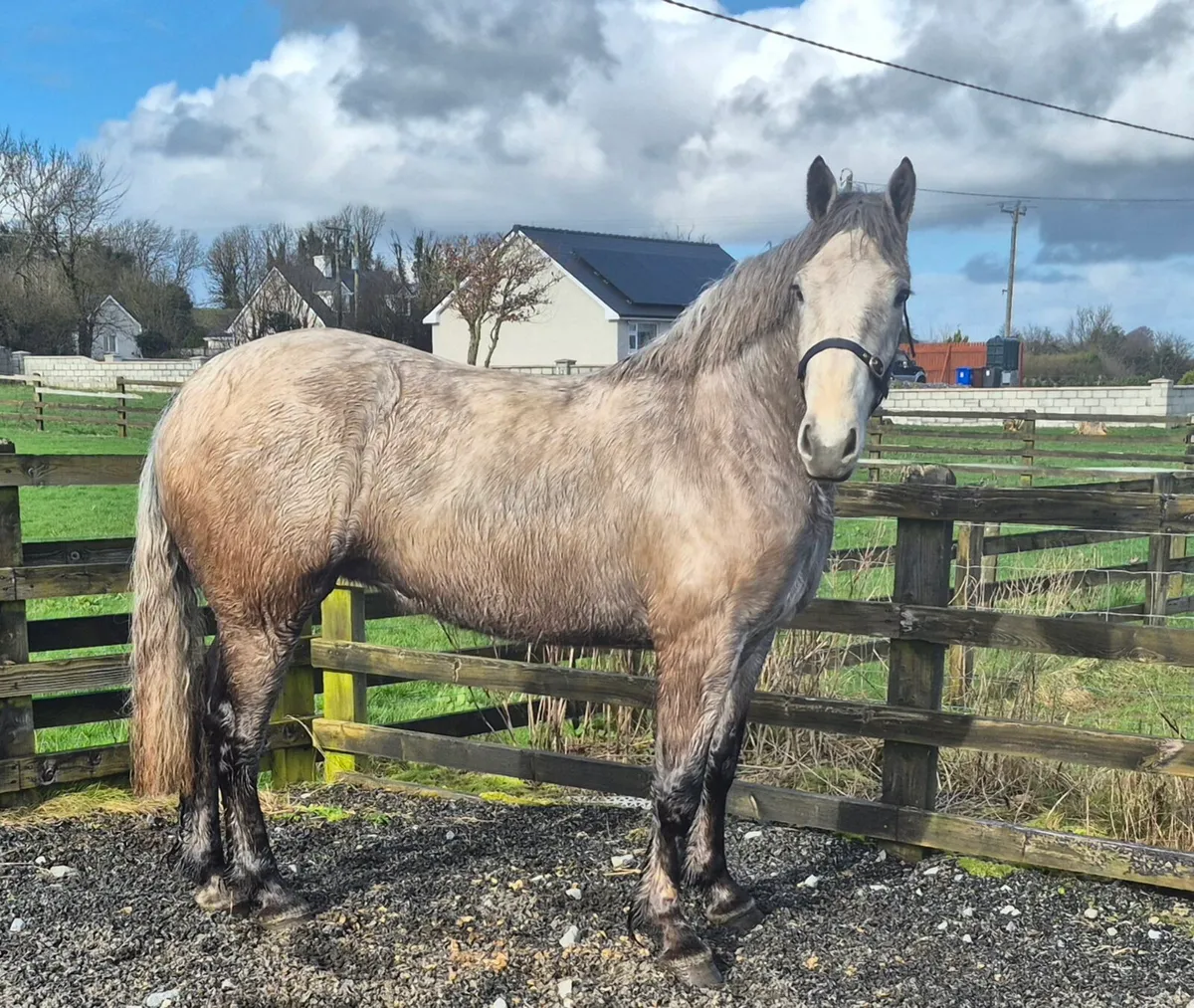 3yo RID X Connemara Filly - Image 2