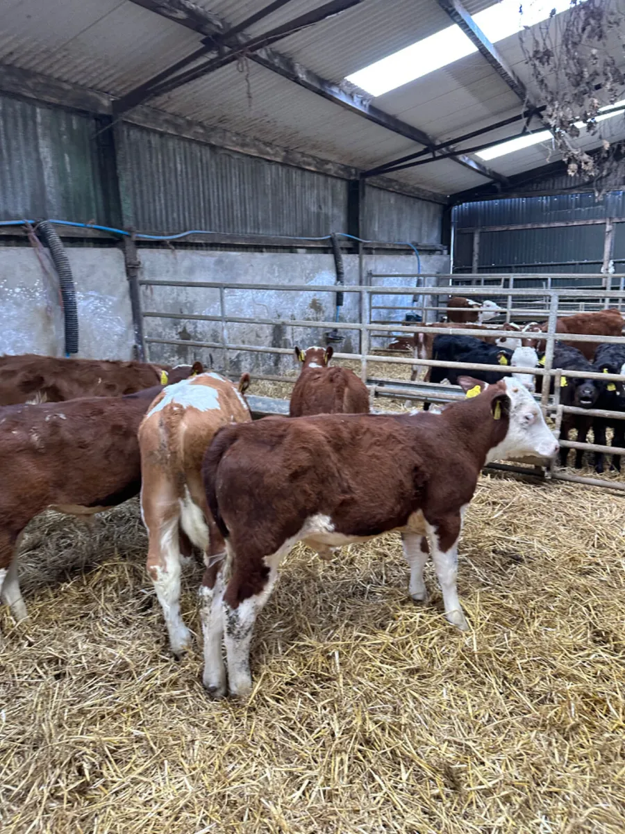 Simmental and Hereford bulls - Image 1
