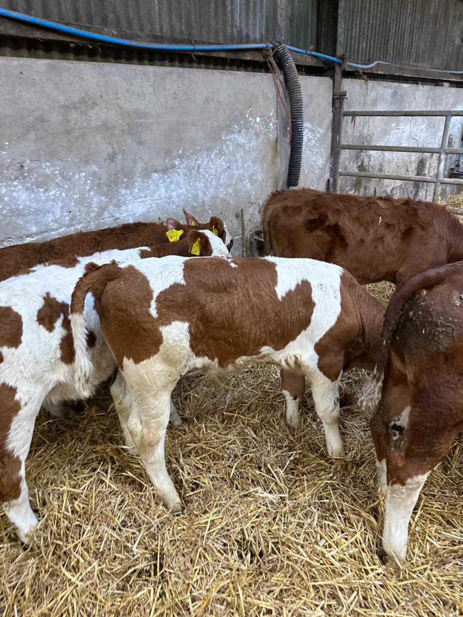 Simmental and Hereford bulls - Image 2