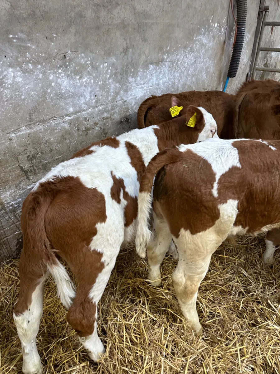 Simmental and Hereford bulls - Image 4