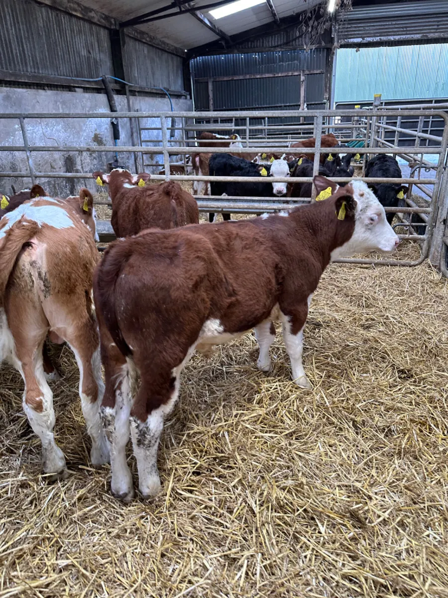 Simmental and Hereford bulls - Image 3