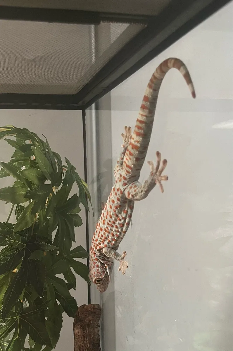Tokay gecko