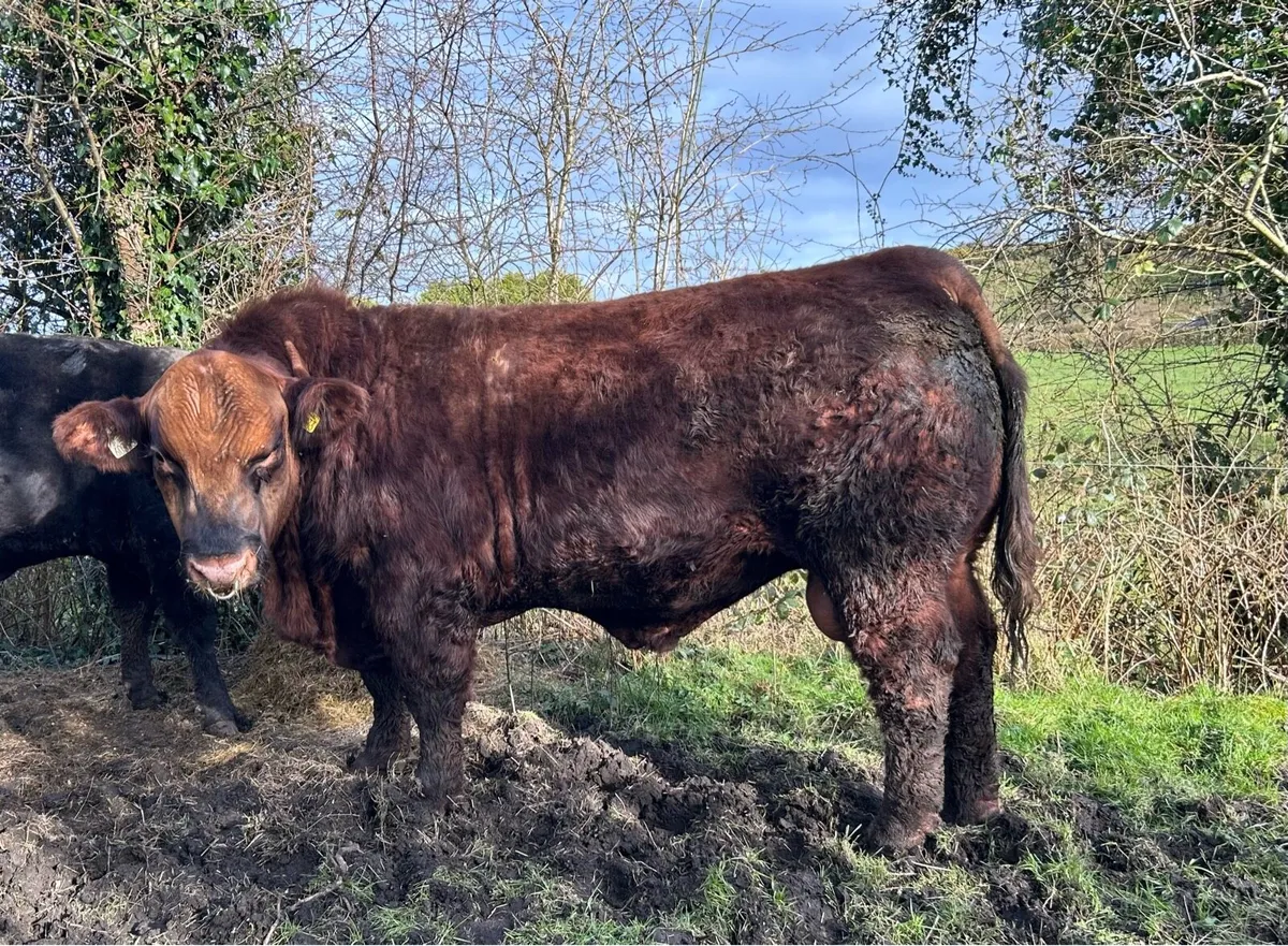 Pedigree Angus Bulls - Image 1