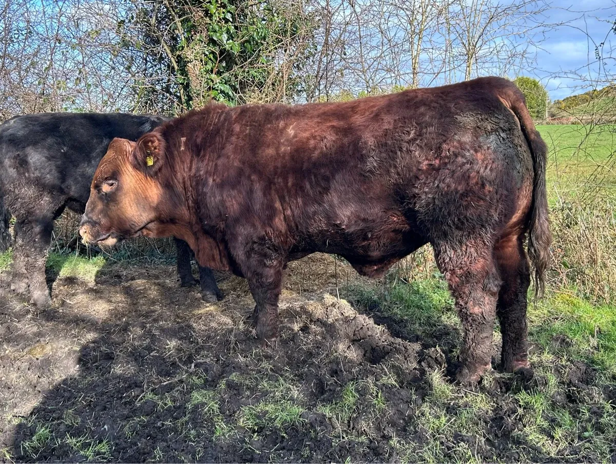 Pedigree Angus Bulls - Image 2