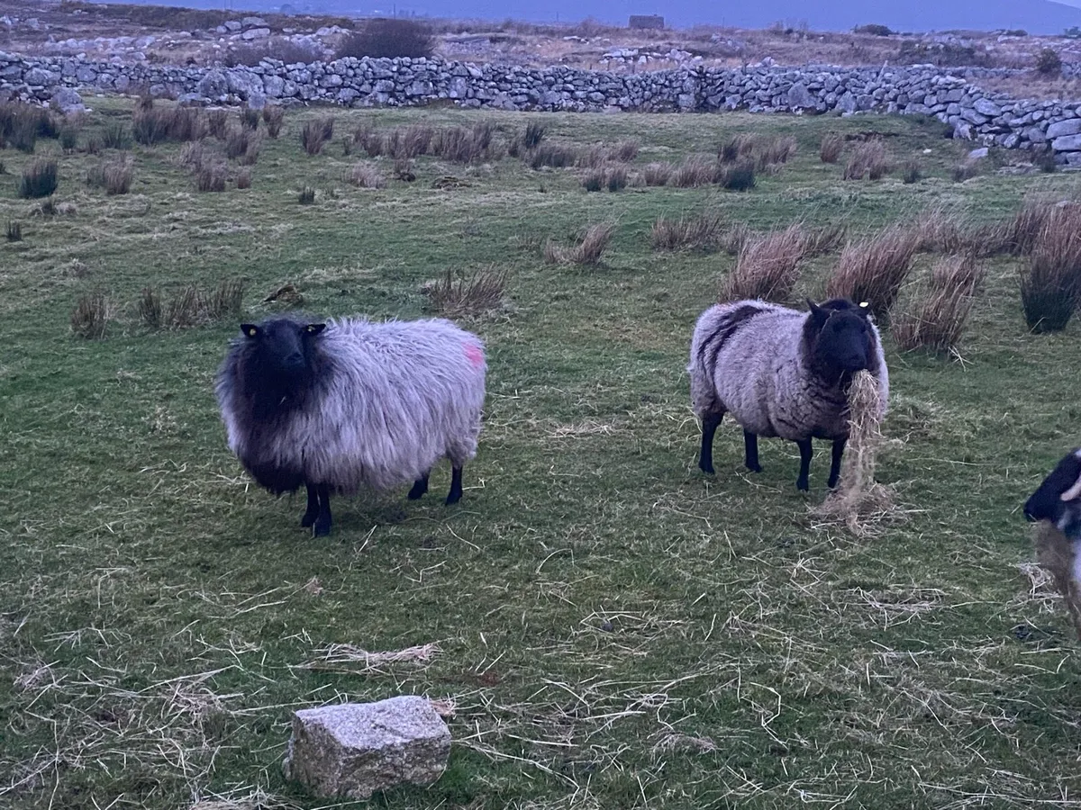 Ewes - Image 1