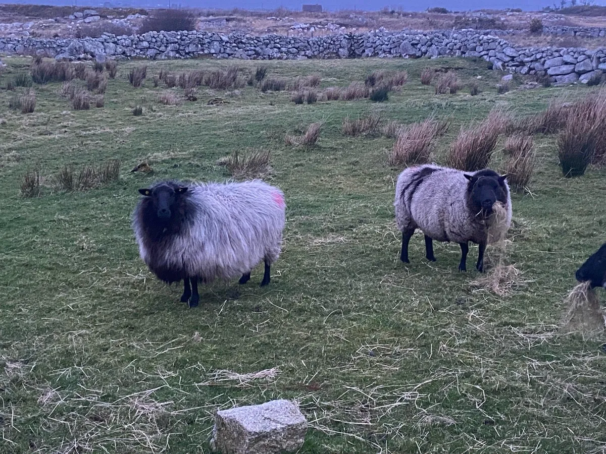 Ewes - Image 2