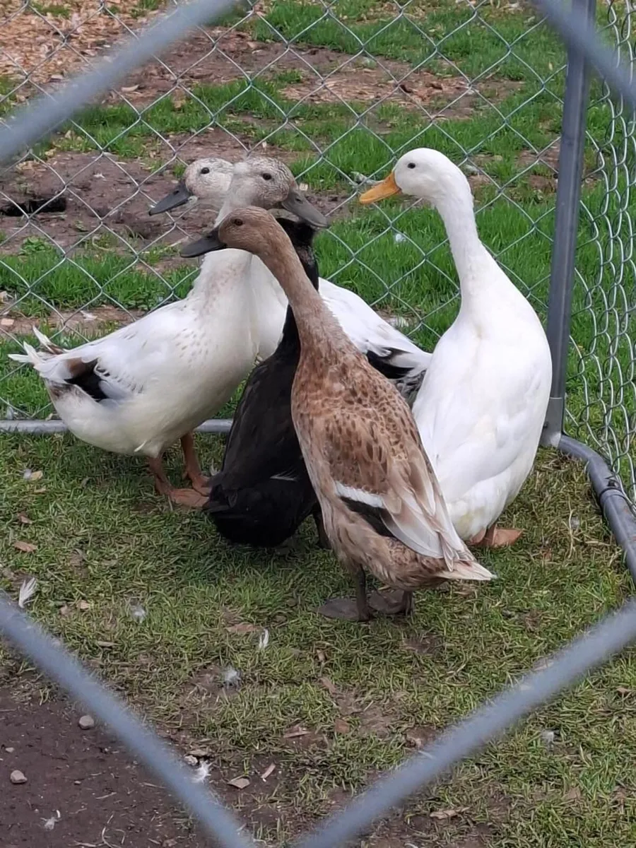 laying ducks for sale - Image 1