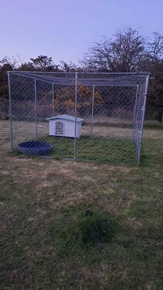 laying ducks for sale - Image 3