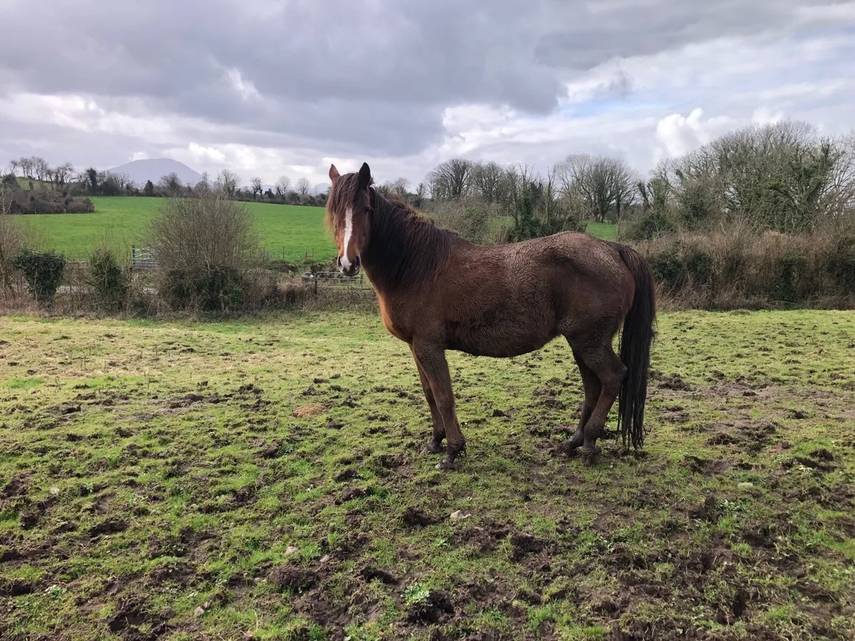 Brood mare for sale - Image 3