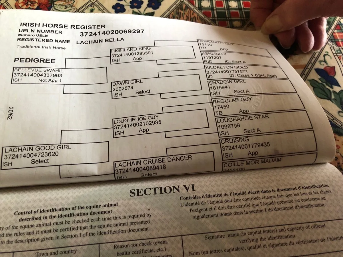 Brood mare for sale - Image 4