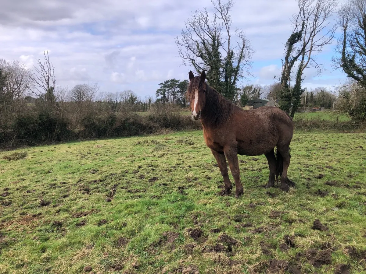 Brood mare for sale - Image 1