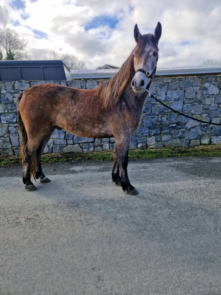 Connemara  ponies - Image 2