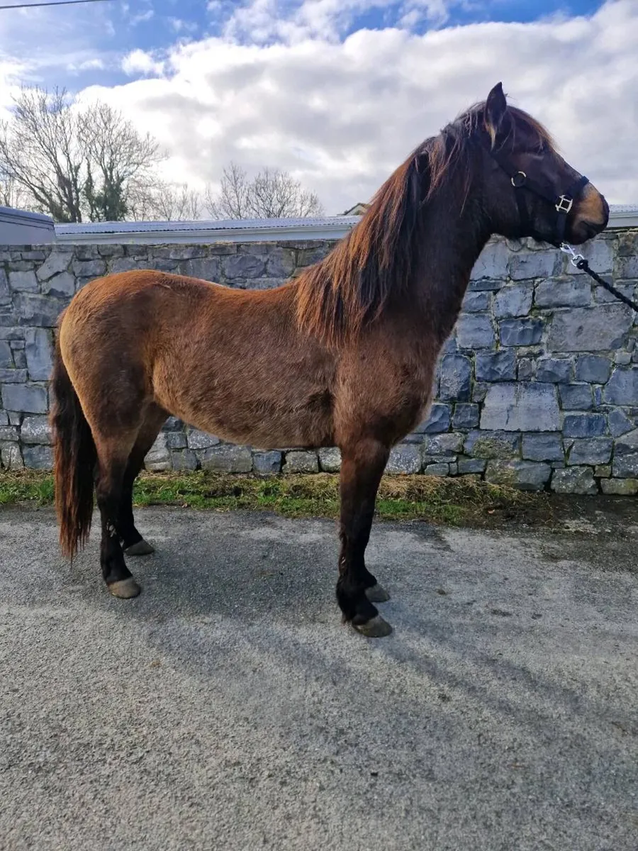 Connemara  ponies - Image 4