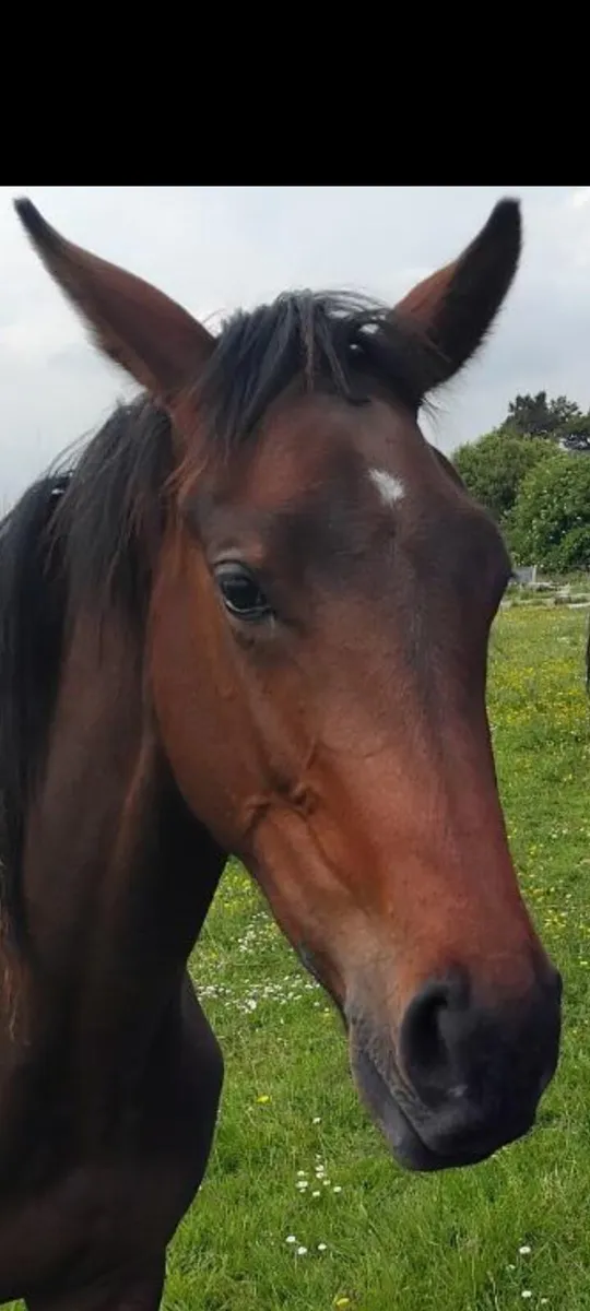 EL salvador x River lass 3 year old store. filly. - Image 3