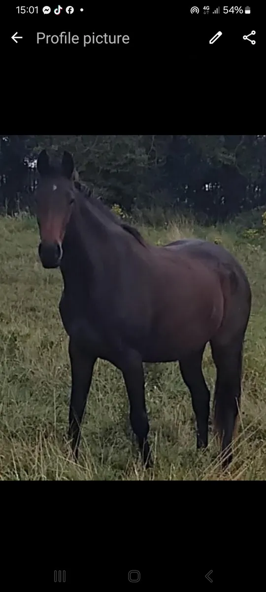 EL salvador x River lass 3 year old store. filly. - Image 1