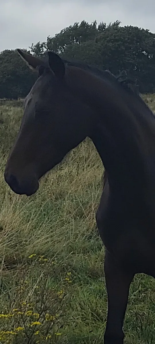 EL salvador x River lass 3 year old store. filly. - Image 2