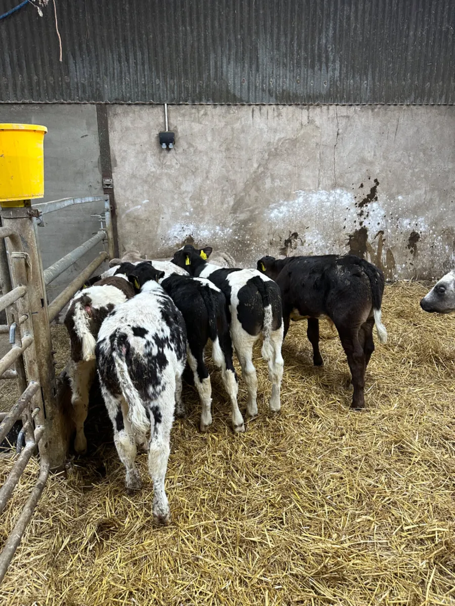 Blue and Charolais bulls - Image 1