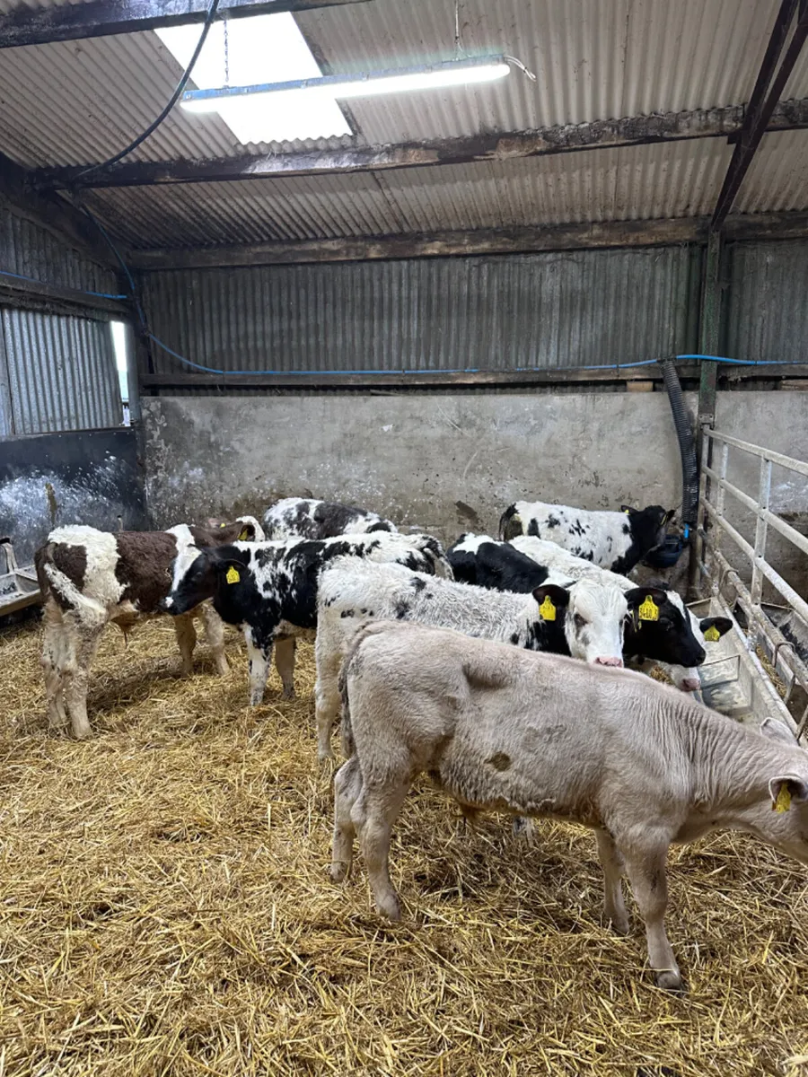 Blue and Charolais bulls - Image 3