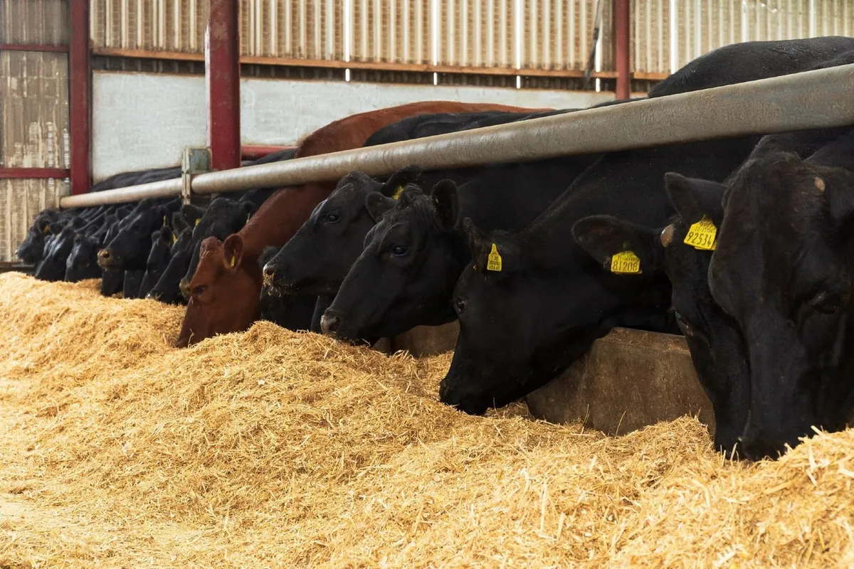 Forage Stretcher / Silage Replacer / Feed / Meal - Image 2