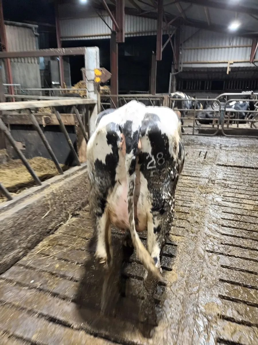Calved heifers Corrin mart 6th march - Image 2