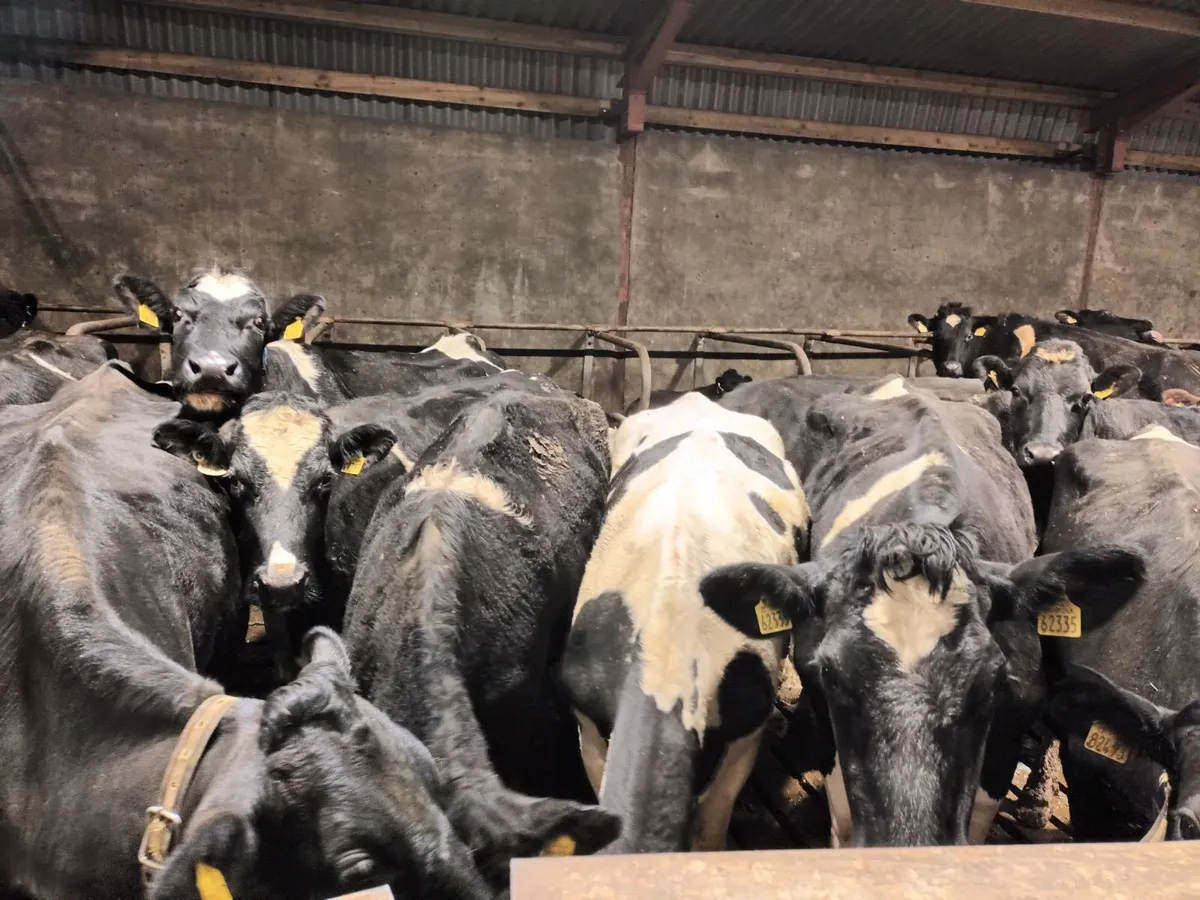 Calved heifers Corrin mart 6th march - Image 4