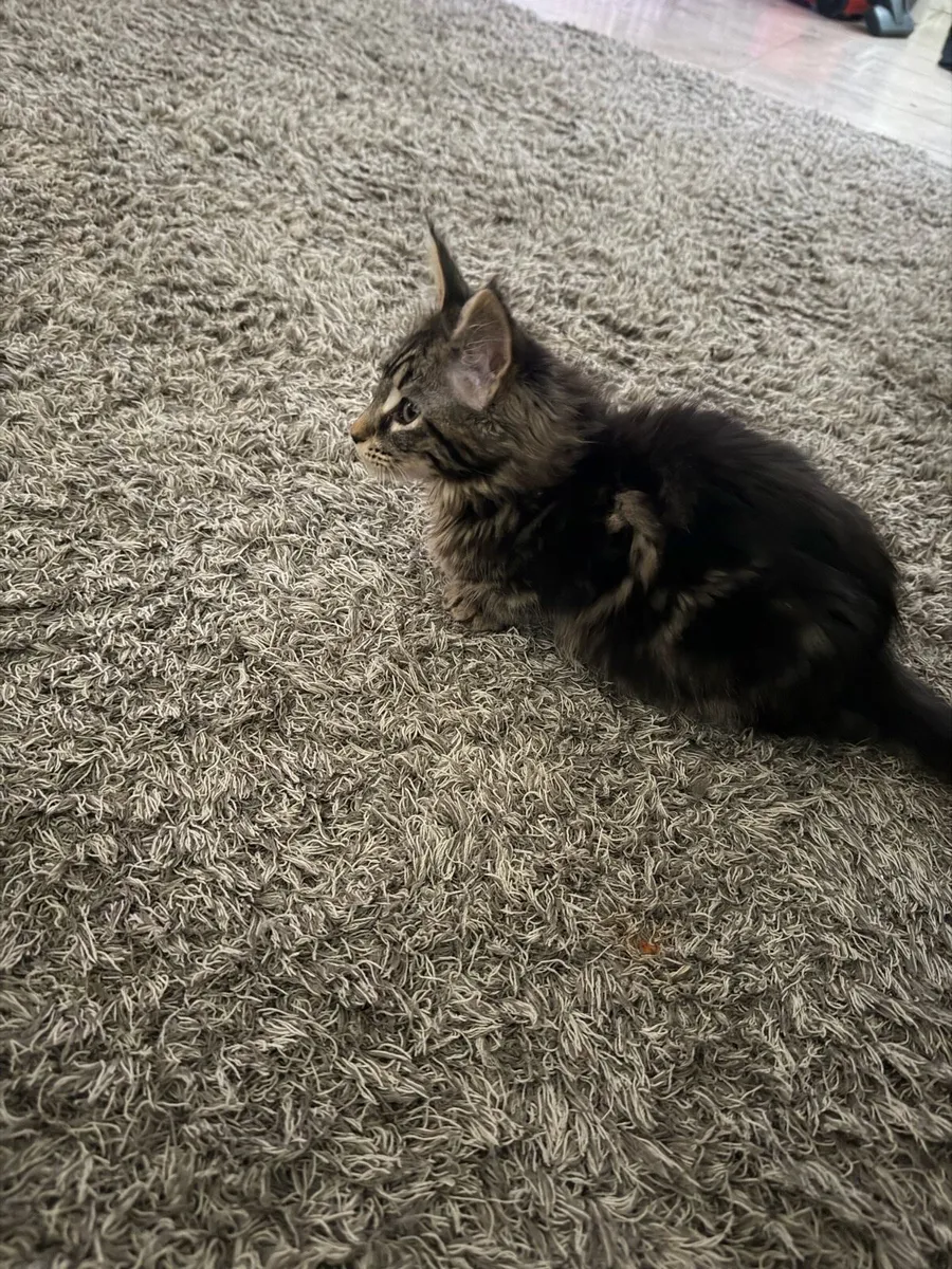 Main coon girl classic n22 - Image 2