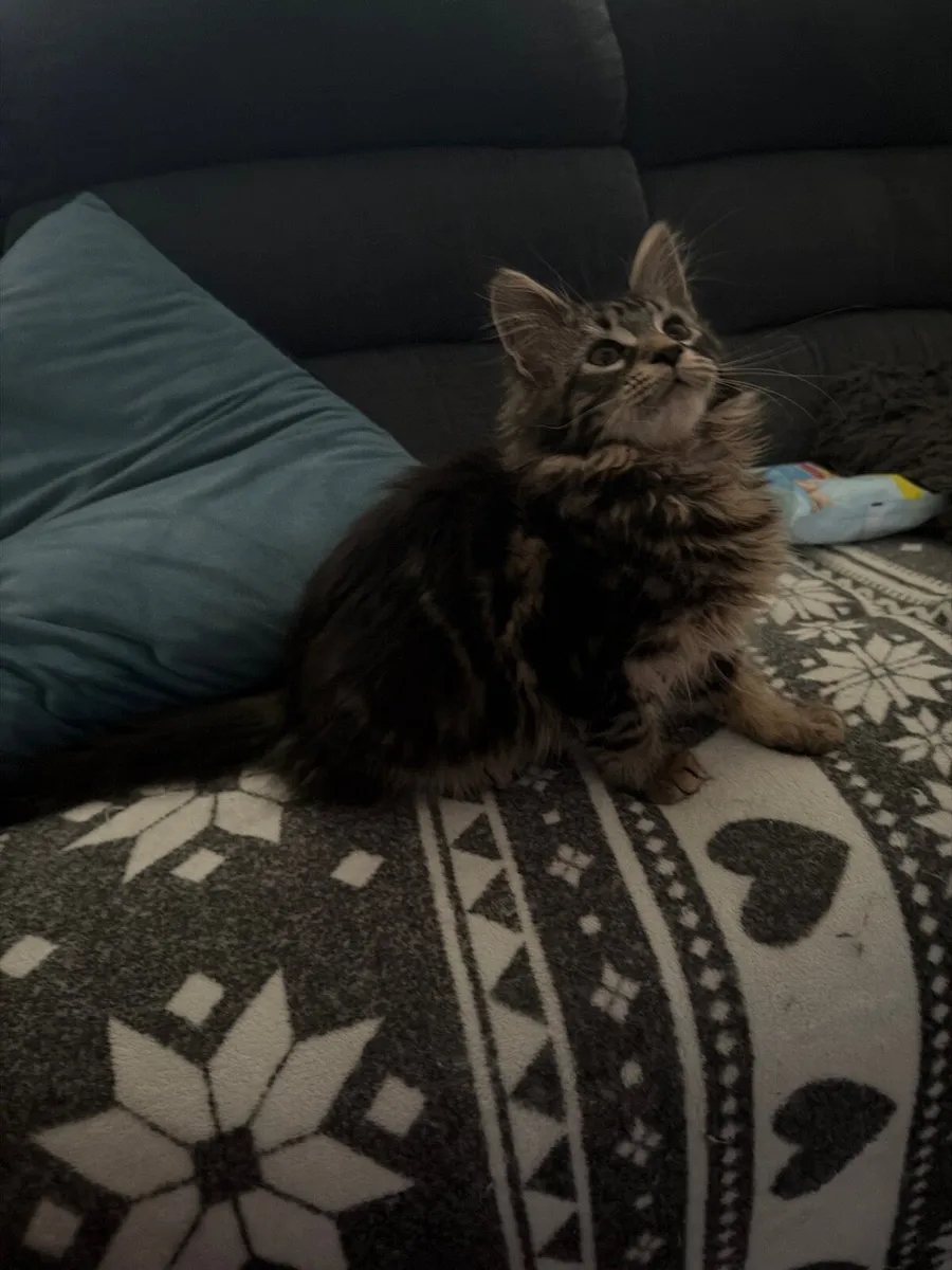 Main coon girl classic n22 - Image 1