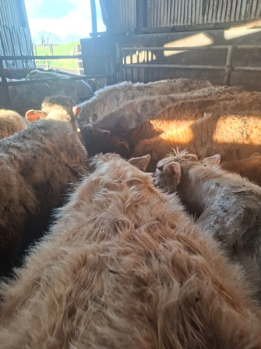 Charolais bullocks - Image 2