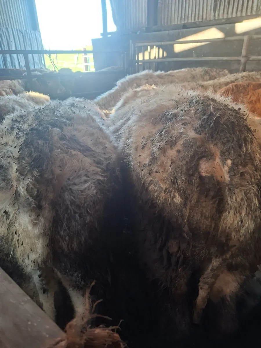 Charolais bullocks - Image 1