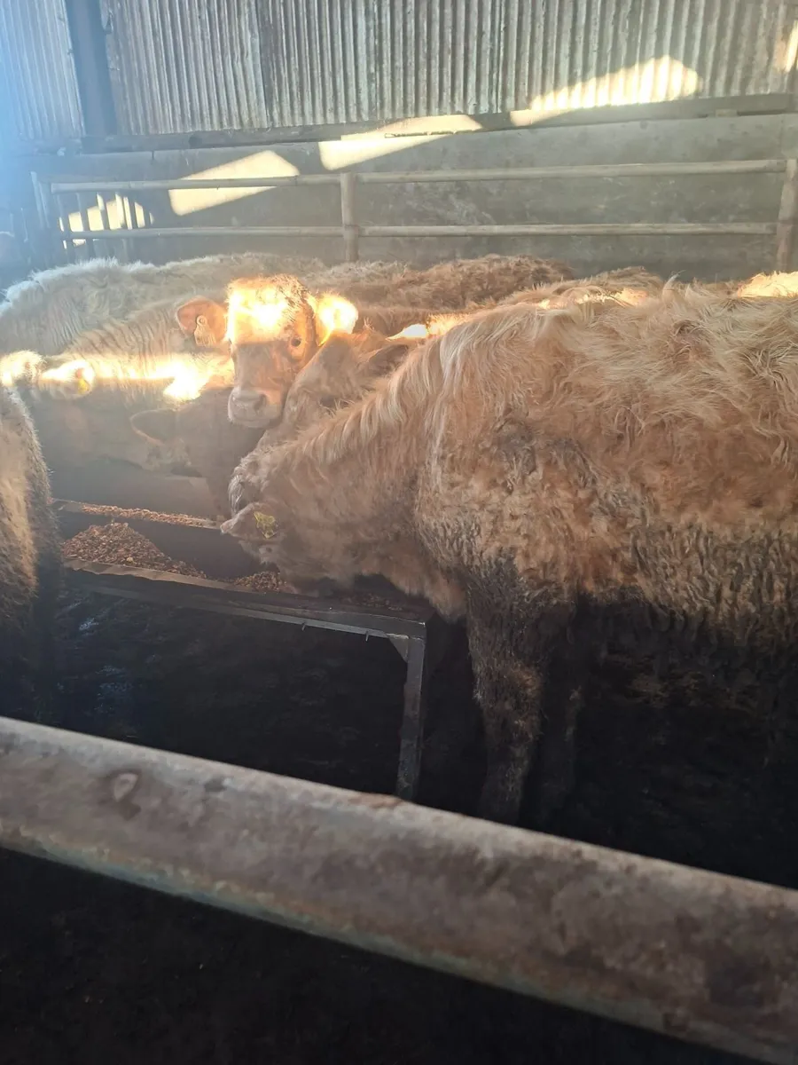 Charolais bullocks - Image 4