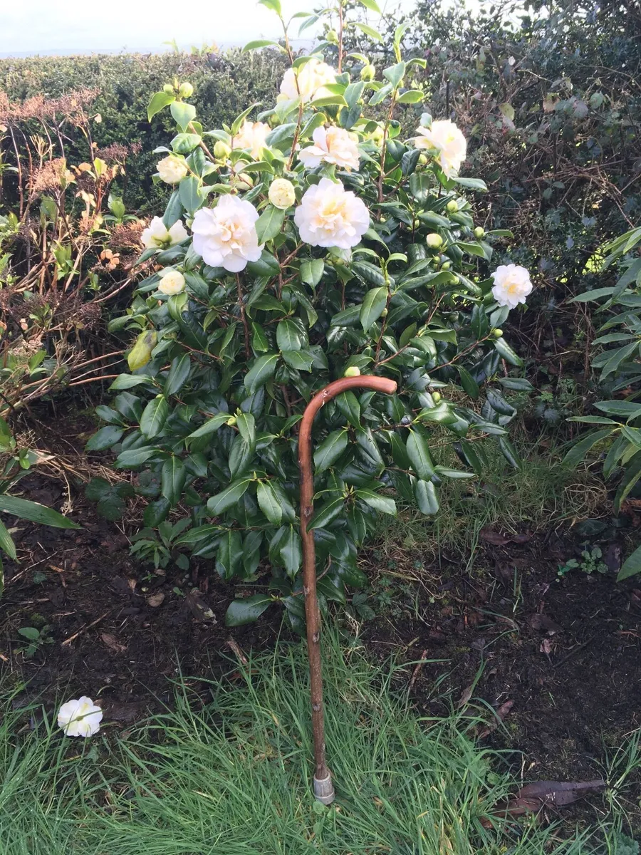 Camellias - Image 1