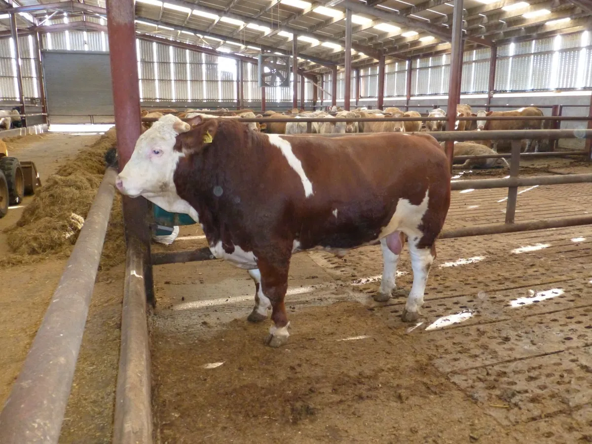 Super Elite Beef Feed/Ration/Diet/Ad Lib/Intensive - Image 3