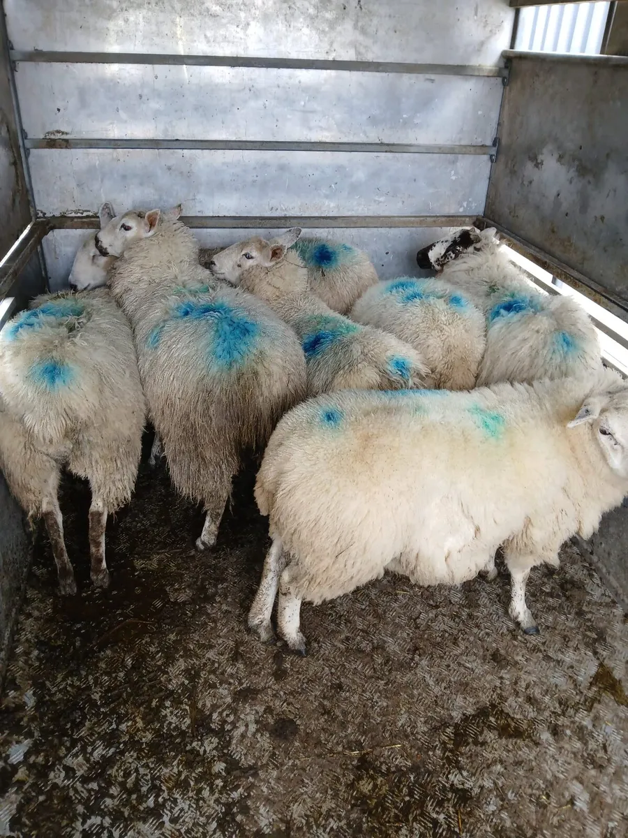 1st time lambers - Image 1