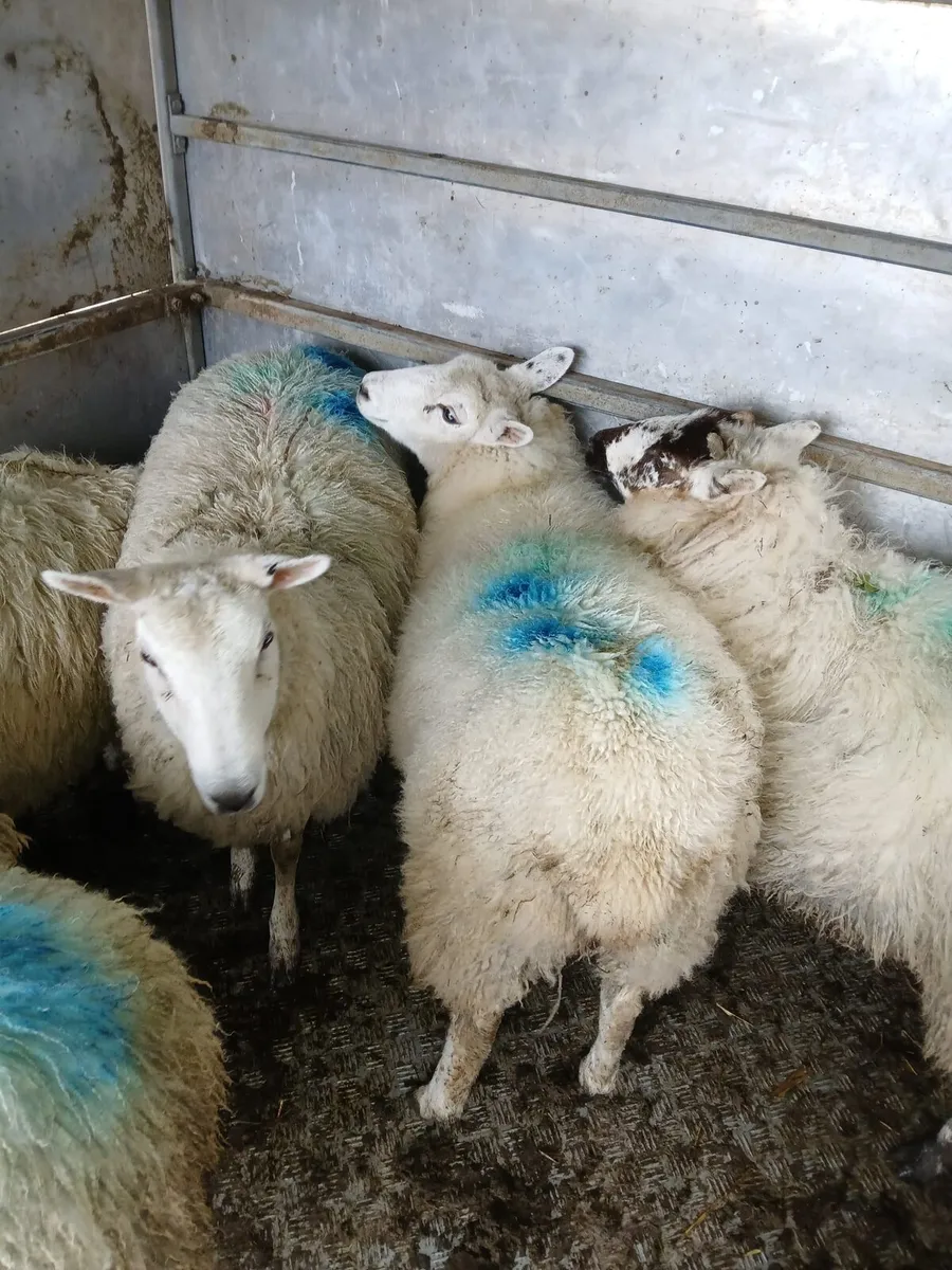 1st time lambers - Image 2