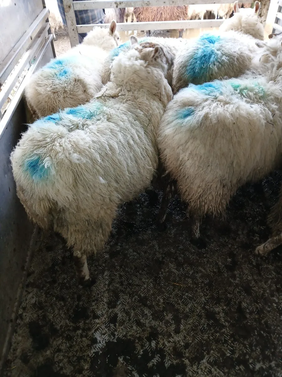 1st time lambers - Image 4