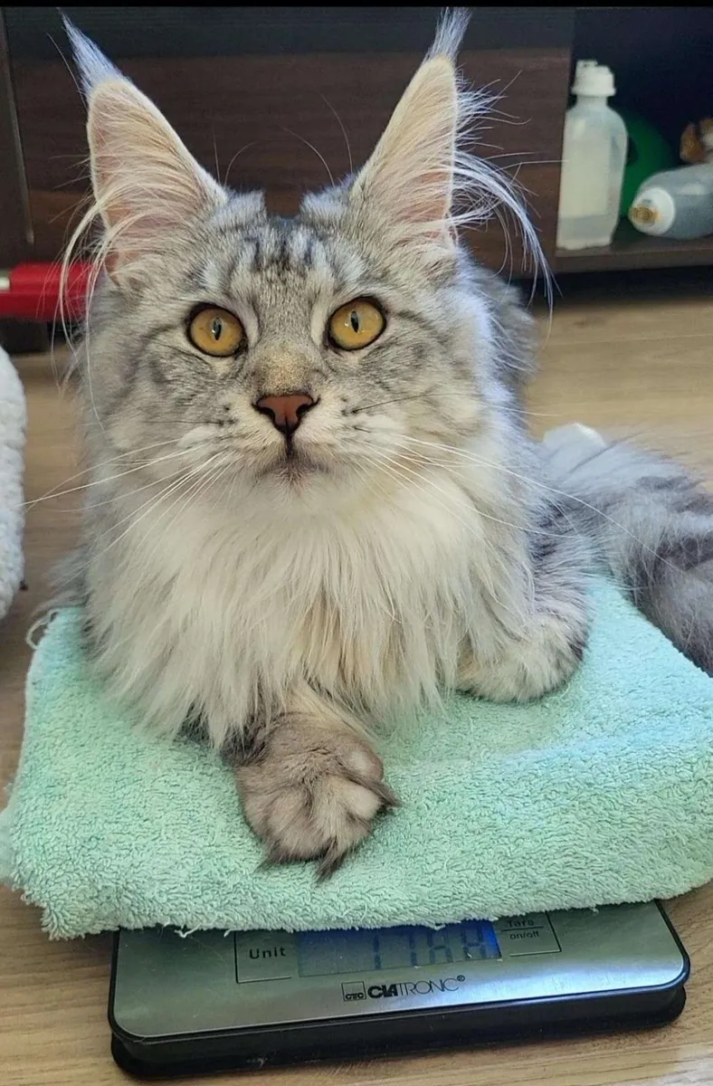 Amazing Maine coon kittens - Image 1