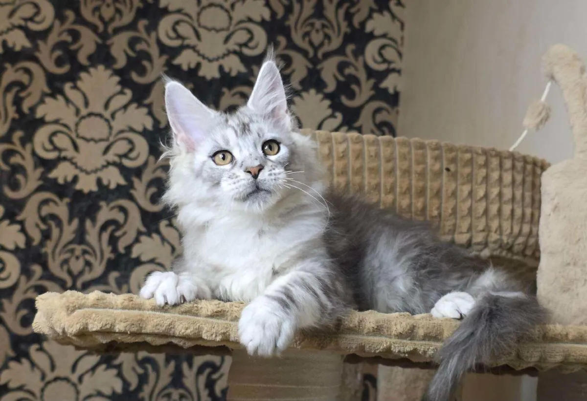 Amazing Maine coon kittens - Image 3
