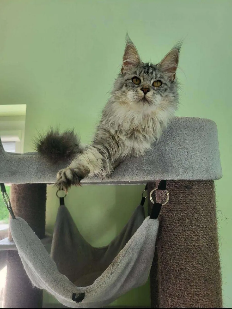 Amazing Maine coon kittens - Image 4