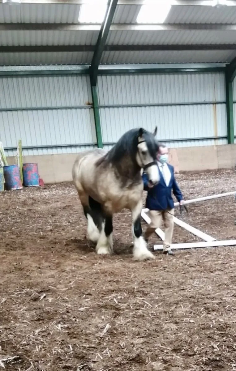 Pebbles McGuire for Stud - Image 2